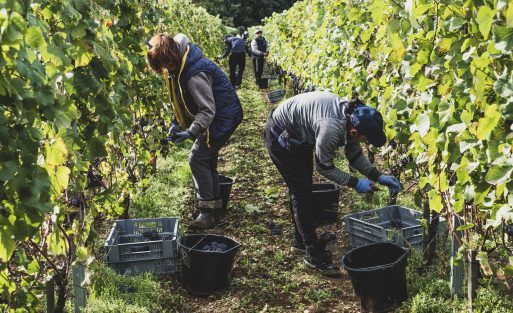 Group of people standing in a vineyard, harvesting bunches of black grapes.